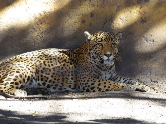 Provoca indignación jaguar en el olvido en Mazatlán