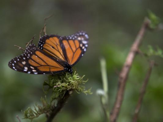 Este año la llegada de la mariposa Monarca al sitio de descanso tuvo “un ligero retraso”.