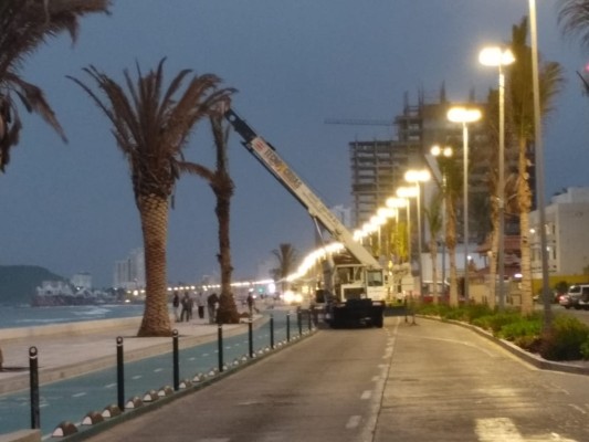 Cierran tramo de la Avenida Del Mar, están reemplazando palmeras