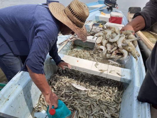 Inician capturas de camarón en esteros de Escuinapa