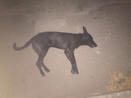 En Mazatlán, un perro es abandonado, intenta seguir a sus dueños y lo atropellan