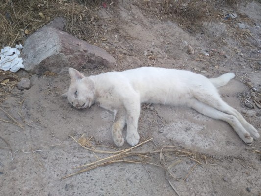 Demandarán por muerte de gatos en el faro de Mazatlán