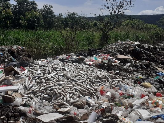 Desechos sólidos amenazan las huertas de mango en Escuinapa