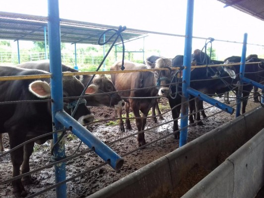 Son lluvias un paliativo para el sector ganadero de Escuinapa