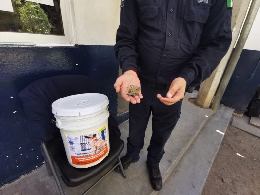 SSPyTM recibirá las llaves para la estatua de 'Capitán', el perro guardián de Culiacán