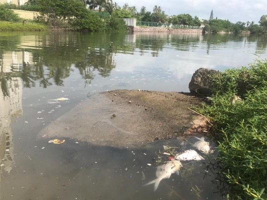 Reportan mortandad de peces en Estero del Yugo, en Mazatlán