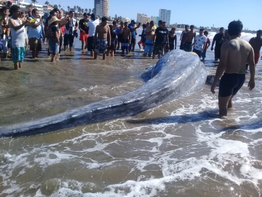 Aparece ballena muerta en la playa de Mazatlán