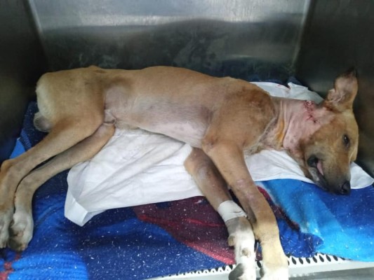 Habitantes de Culiacán exigen justicia para Romeo, perro atacado con una flecha