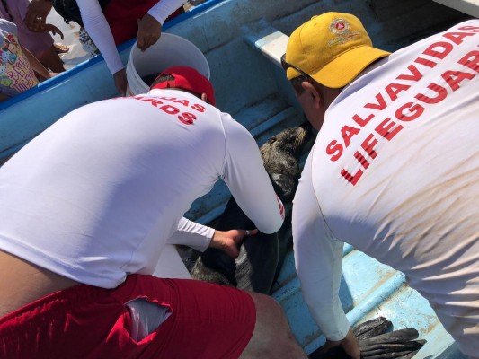 Rescatan lobo marino en playas de El Rosario