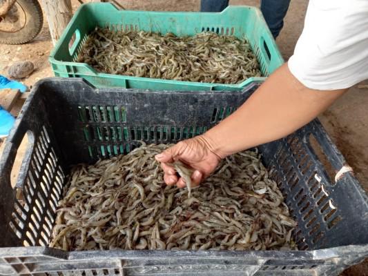 De acuerdo con el líder acuícola, el camarón de Ecuador puede provocar la pérdida de 400 mil empleos en todo el País.