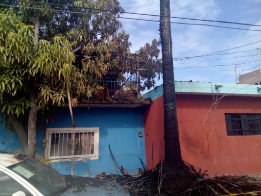 Palmera se incendia al caerle unos cables de energía eléctrica en Mazatlán