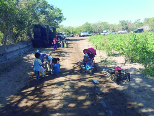 Persiste el trabajo infantil en los surcos agrícolas de El Rosario y Escuinapa