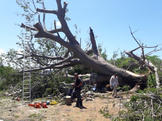 Cae enorme árbol y daña dos viviendas del Fraccionamiento Arboledas 1, en Mazatlán