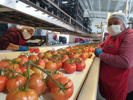EU no renovará acuerdo de suspensión del tomate con México