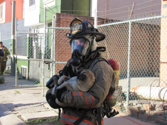 Se incendia domicilio en Mazatlán y rescatan a un perro