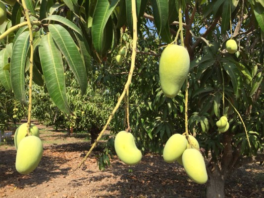 Alertan crisis en producción de mango ataulfo