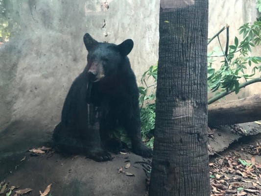 Resguardan en el Zoológico de Culiacán a oso negro
