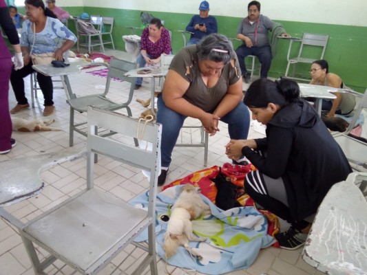 En Mazatlán, realizan campaña de esterilización de perros y gatos