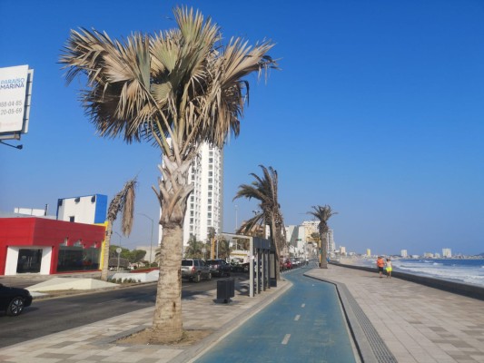 Conflicto legal impide que Ayuntamiento de Mazatlán retire palmeras secas de zona turística