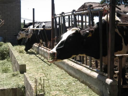 $!Aceites esenciales podrían suplir a antibióticos en producción de ganado: estudio