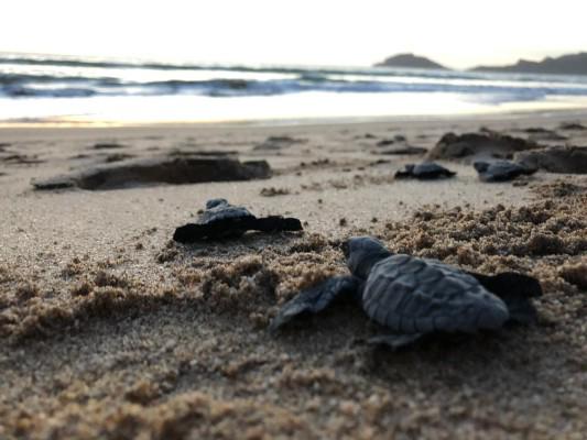 Acuario Mazatlán arranca programa de protección a la tortuga marina