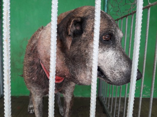 Urgen apoyos económicos para Luna, perra víctima de maltrato en Mazatlán