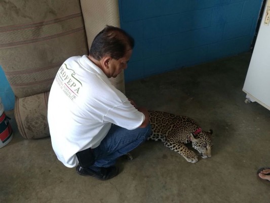 Aparece de nuevo en Mazatlán cachorro de jaguar, ahora en Villa Verde
