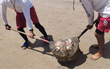 Elementos salvavidas retiran una aguamala de las playas de Mazatlán.
