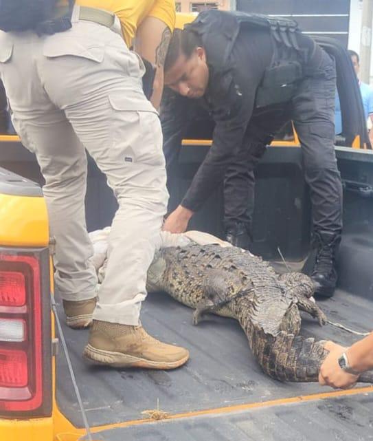 $!Capturan cocodrilo de más de dos metros que deambulaba por calles de Mazatlán