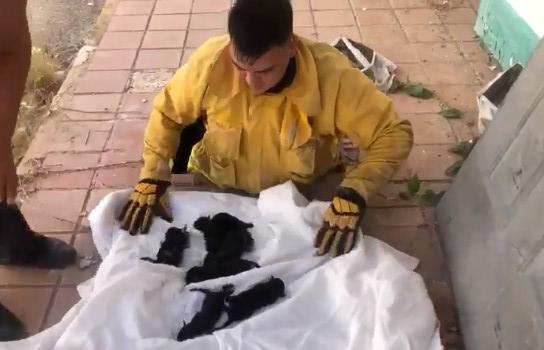 Bomberos Voluntarios de Mazatlán rescatan a siete perritos que acababan de nacer dentro de un ducto