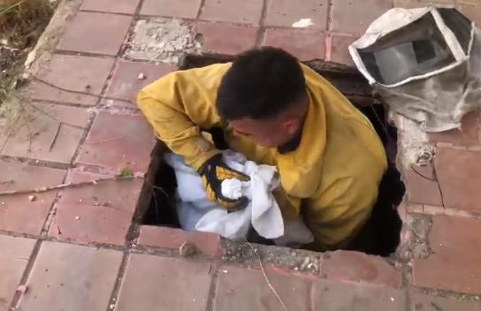 $!Bomberos Voluntarios de Mazatlán rescatan a siete perritos que acababan de nacer dentro de un ducto