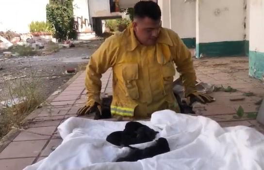 $!Bomberos Voluntarios de Mazatlán rescatan a siete perritos que acababan de nacer dentro de un ducto
