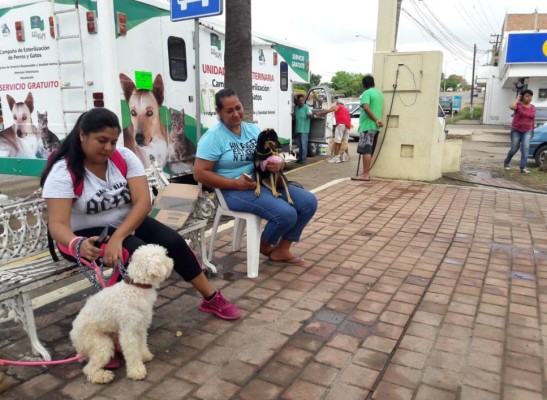 Llega a la colonia Urías de Mazatlán campaña de esterilización de perros y gatos