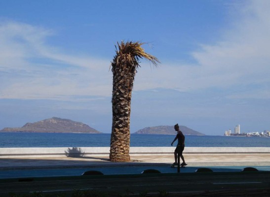Retirarán otras 29 palmeras secas del malecón de Mazatlán