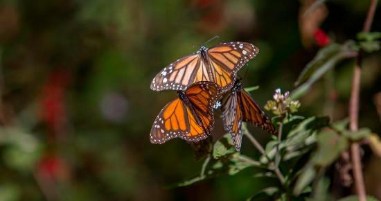 La mariposa monarca ingresó a la Lista Roja de Especies ante la amenaza de la destrucción de su hábitat y por efectos del cambio climático.