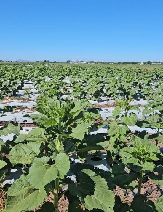 $!Inauguran el corredor agroturístico ‘Ahome Florece’ entre girasoles y un sabor artesanal