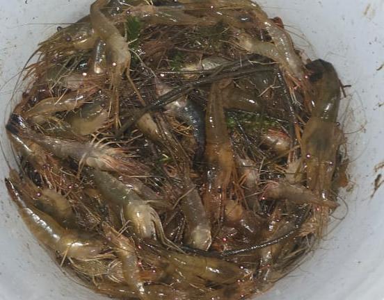 $!Familias de Rosario aprovechan proliferación de ‘pupos’ en el río Baluarte