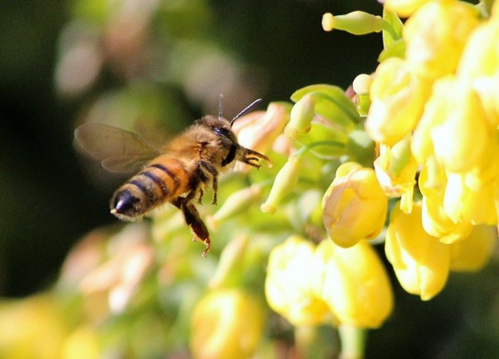 Especies mexicanas de abejas corren riesgo de extinguirse