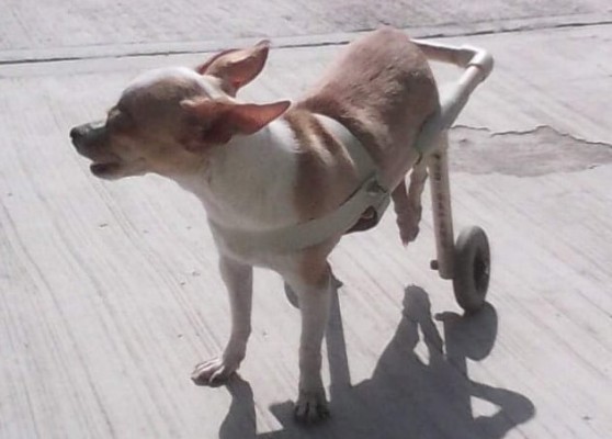 Con prótesis, perrito vuelve a caminar en San Ignacio