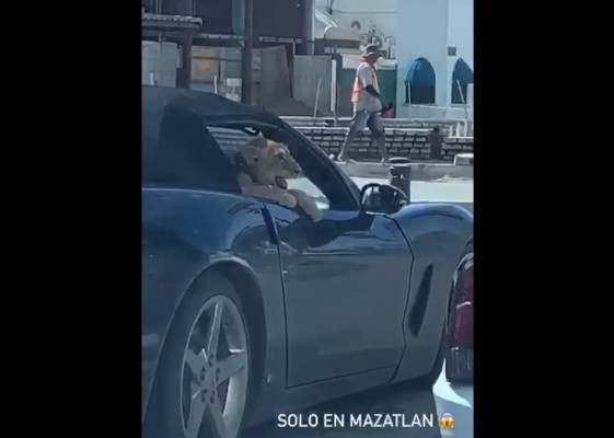 Profepa busca al dueño del cachorro de león que paseaba por el malecón de Mazatlán