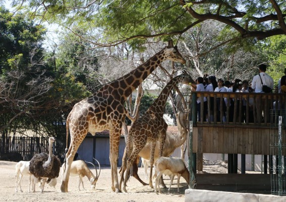 El Zoológico de Culiacán tiene 60 años de existencia y se remodeló en el año 2011.
