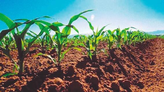 Sorprende reporte con una superficie menor para maíz en las proyecciones de siembra de EU para 2024