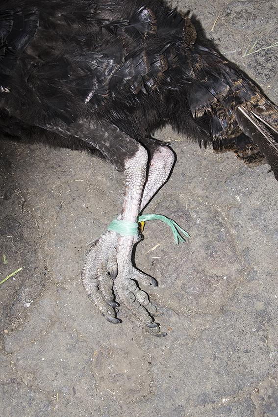 $!“No hay espacio para los débiles” - Femgrafía.