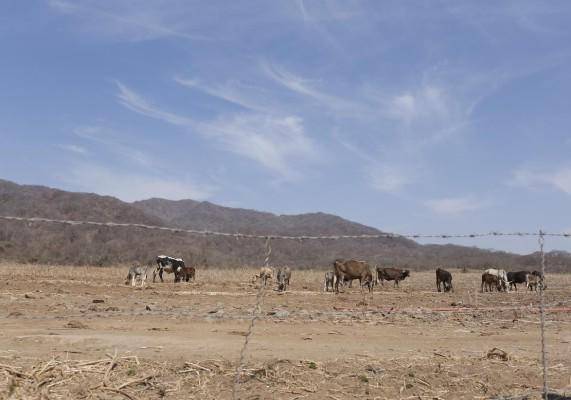 Con la época de sequía en el estado, el ganado se ve afectado.