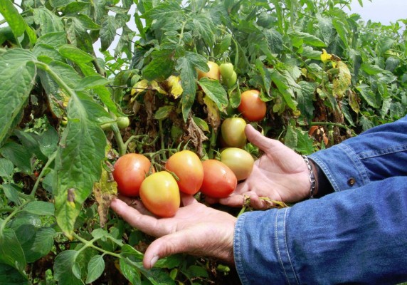 Persiste batalla de tomateros mexicanos contra el Departamento de Comercio de EU