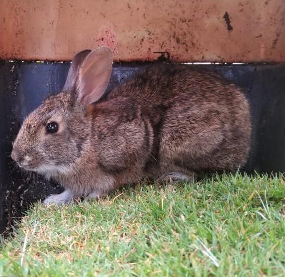 $!Conejo de Omiltemi capturado por campesinos y entregado al equipo científico liderado por el ecólogo José Alberto Almazán-Catalán.