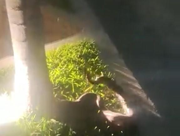 Asusta boa de casi metro y medio en área verde en El Conchi II, en Mazatlán