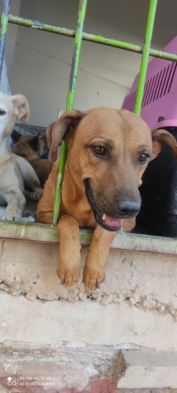 $!Fundación Balto y Togo ha rescatado 110 animales en Sinaloa durante 2026