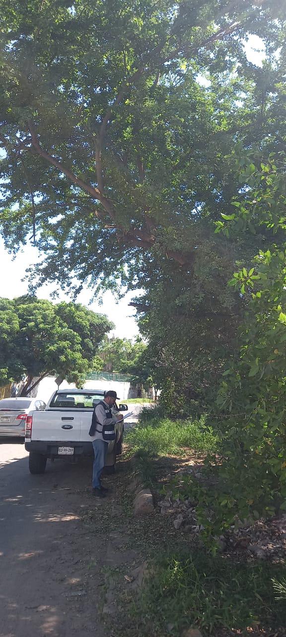 $!Reportan nueva poda de manglar en el Arroyo Jabalines en Mazatlán