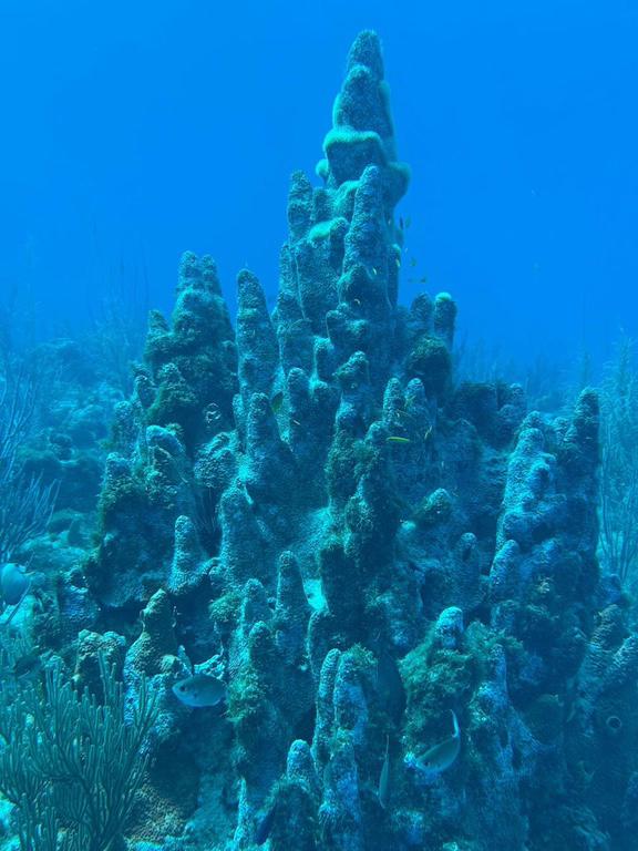 $!La carrera científica por entender la enfermedad que está matando los corales caribeños a pasos agigantados